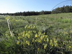 Onosma-polyphylla_цветение